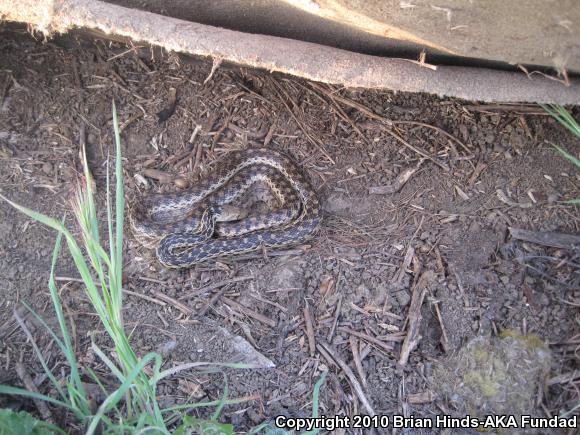 San Diego Gopher Snake (Pituophis catenifer annectens)