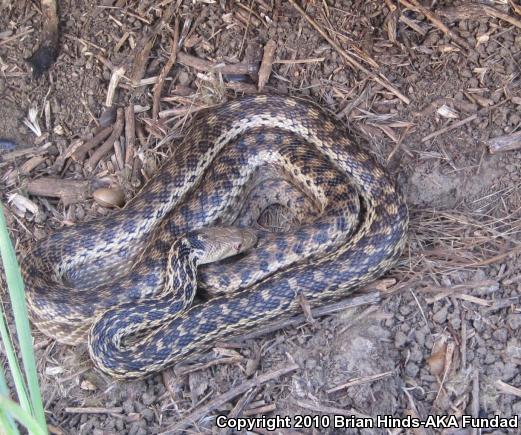 San Diego Gopher Snake (Pituophis catenifer annectens)