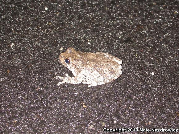 Cope's Gray Treefrog (Hyla chrysoscelis)