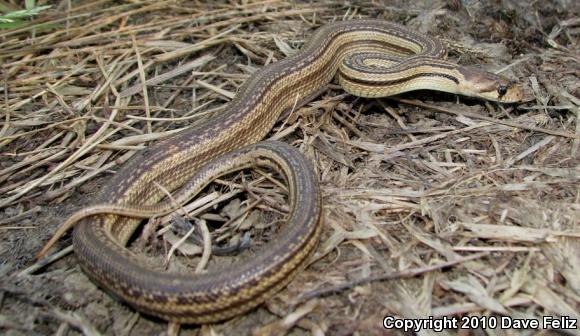 Pacific Gopher Snake (Pituophis catenifer catenifer)