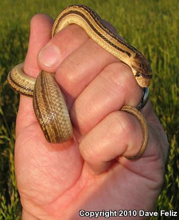 Pacific Gopher Snake (Pituophis catenifer catenifer)