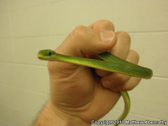 Northern Rough Greensnake (Opheodrys aestivus aestivus)