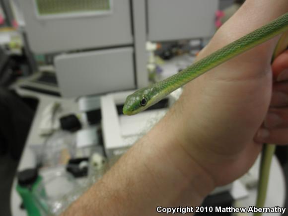 Northern Rough Greensnake (Opheodrys aestivus aestivus)