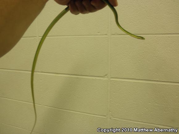 Northern Rough Greensnake (Opheodrys aestivus aestivus)