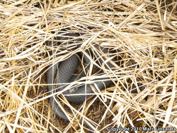 Northern  Black Racer (Coluber constrictor constrictor)