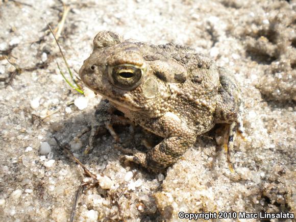 Fowler's Toad (Anaxyrus fowleri)