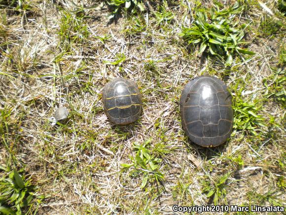 Eastern Painted Turtle (Chrysemys picta picta)