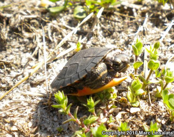 Eastern Painted Turtle (Chrysemys picta picta)