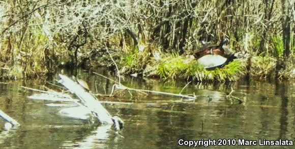 Northern Red-bellied Cooter (Pseudemys rubriventris)