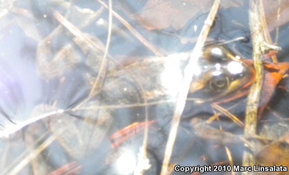 Carpenter Frog (Lithobates virgatipes)