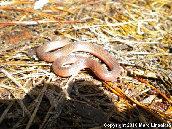 Eastern Wormsnake (Carphophis amoenus)