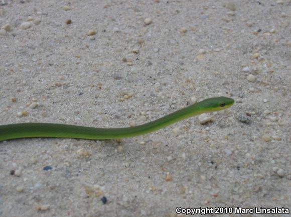 Northern Rough Greensnake (Opheodrys aestivus aestivus)