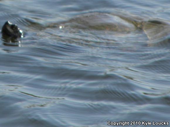 Northern Red-bellied Cooter (Pseudemys rubriventris)