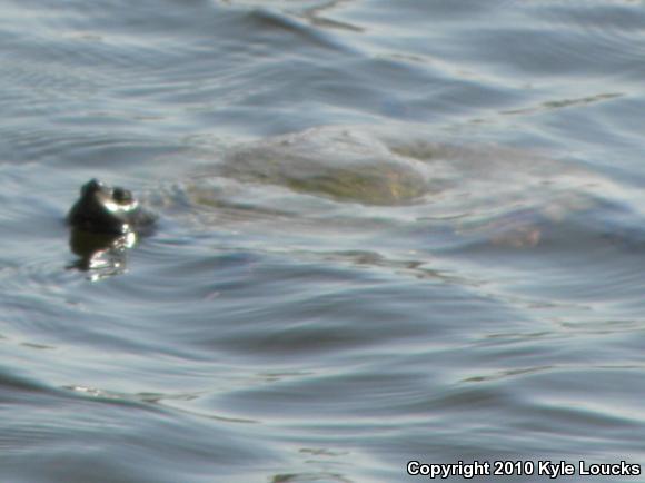 Northern Red-bellied Cooter (Pseudemys rubriventris)