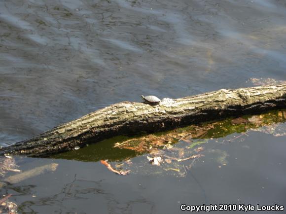 Eastern Painted Turtle (Chrysemys picta picta)