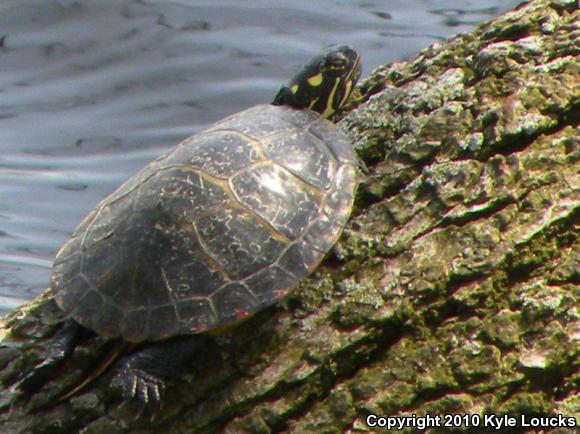 Eastern Painted Turtle (Chrysemys picta picta)