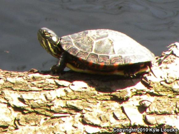 Eastern Painted Turtle (Chrysemys picta picta)