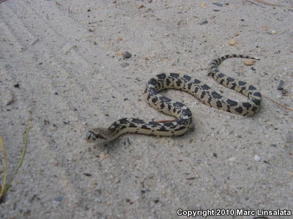 Northern Pinesnake (Pituophis melanoleucus melanoleucus)