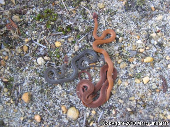 Northern Red-bellied Snake (Storeria occipitomaculata occipitomaculata)