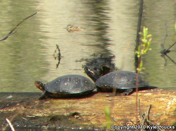 Spotted Turtle (Clemmys guttata)