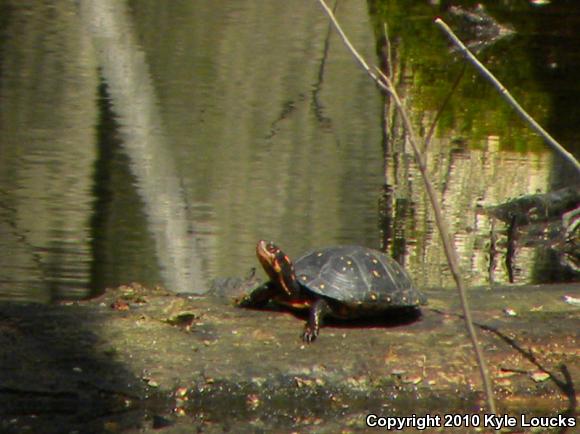 Spotted Turtle (Clemmys guttata)