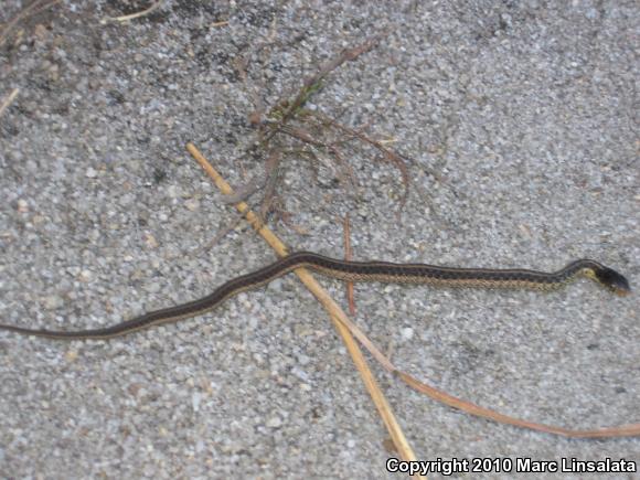 Eastern Gartersnake (Thamnophis sirtalis sirtalis)