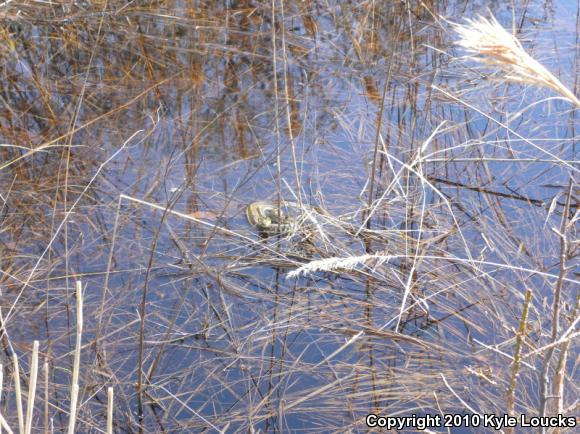 Eastern Gartersnake (Thamnophis sirtalis sirtalis)