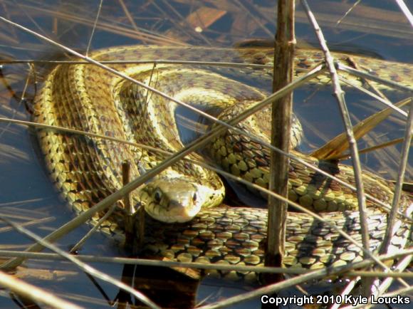 Eastern Gartersnake (Thamnophis sirtalis sirtalis)