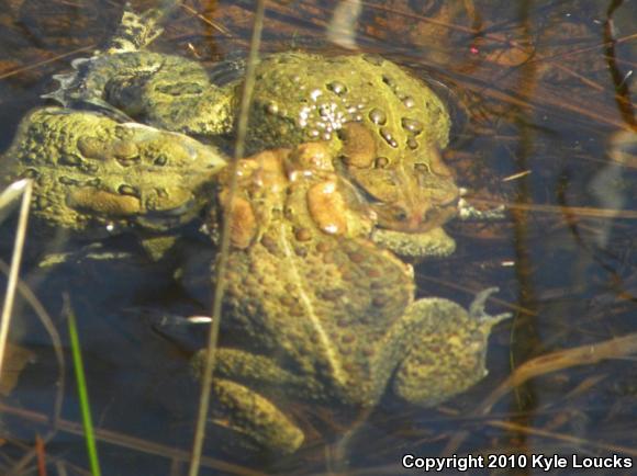 Eastern American Toad (Anaxyrus americanus americanus)