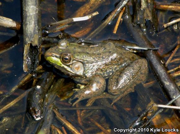 Northern Green Frog (Lithobates clamitans melanota)