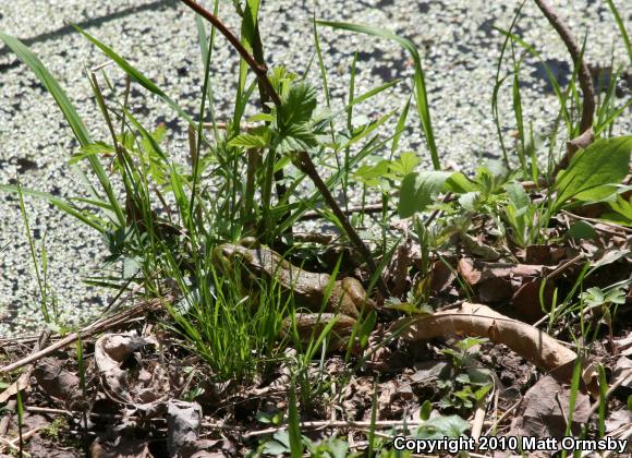 Northern Green Frog (Lithobates clamitans melanota)