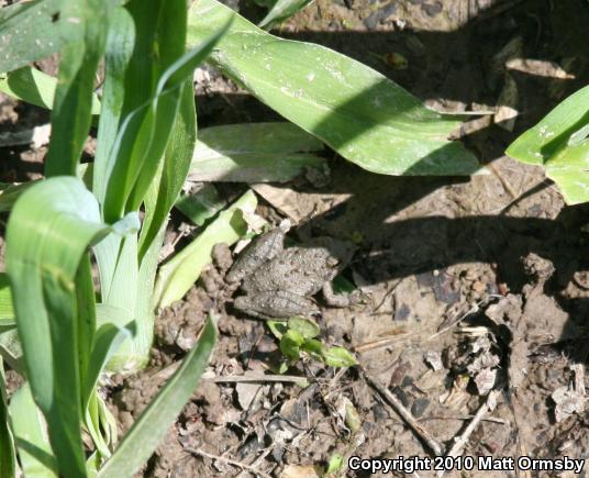 Northern Cricket Frog (Acris crepitans)