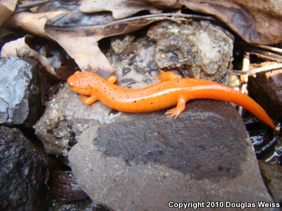 Northern Red Salamander (Pseudotriton ruber ruber)