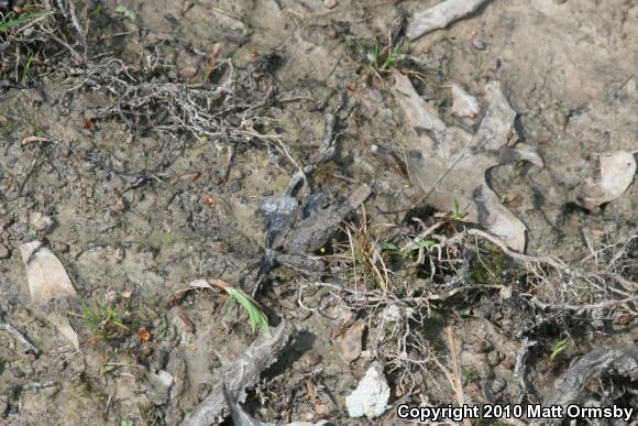 Northern Cricket Frog (Acris crepitans)