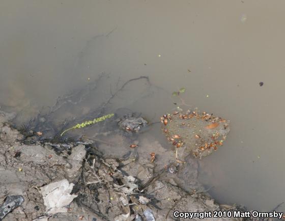 Northern Cricket Frog (Acris crepitans)