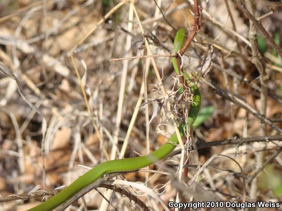 Eastern Smooth Greensnake (Opheodrys vernalis vernalis)