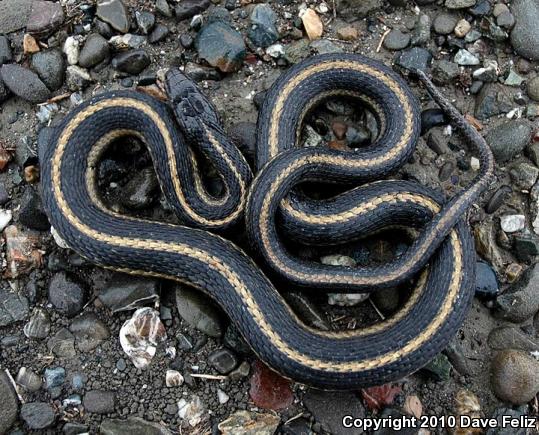 Giant Gartersnake (Thamnophis gigas)