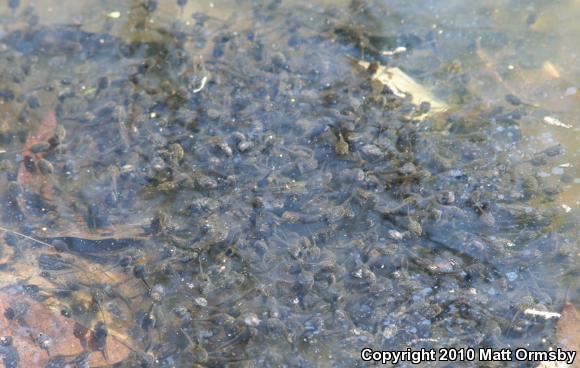 Wood Frog (Lithobates sylvaticus)