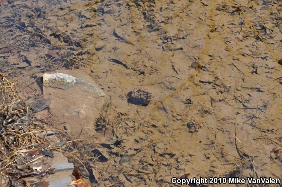 Wood Frog (Lithobates sylvaticus)