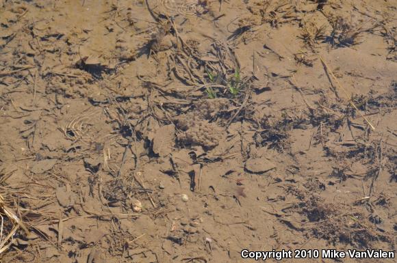 Wood Frog (Lithobates sylvaticus)