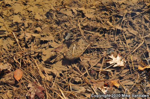 Wood Frog (Lithobates sylvaticus)