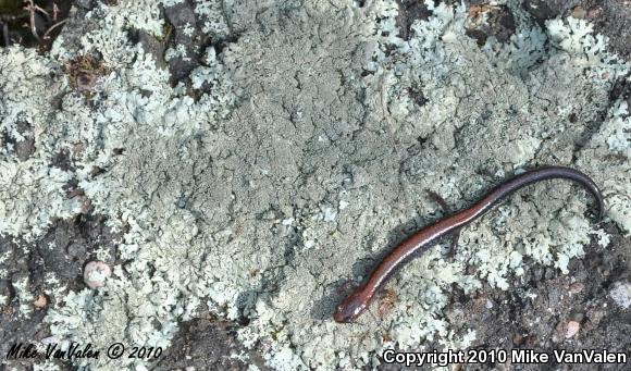 Eastern Red-backed Salamander (Plethodon cinereus)