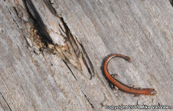 Eastern Red-backed Salamander (Plethodon cinereus)