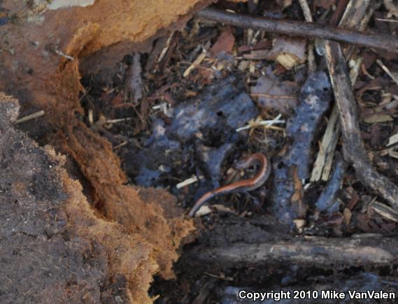 Eastern Red-backed Salamander (Plethodon cinereus)