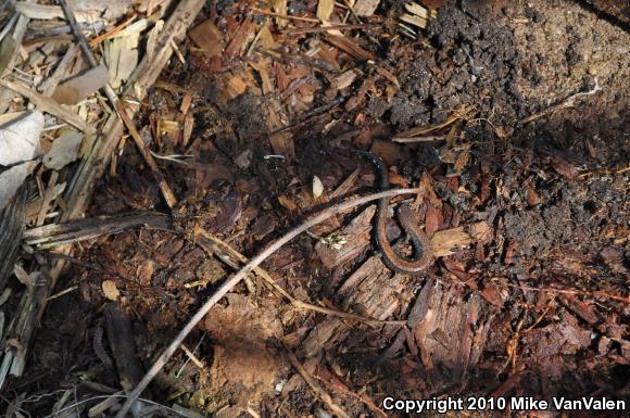 Eastern Red-backed Salamander (Plethodon cinereus)