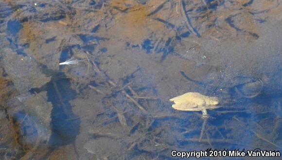 Spring Peeper (Pseudacris crucifer)