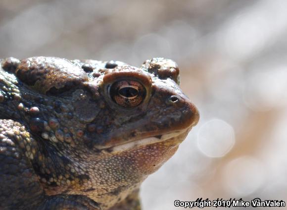 Eastern American Toad (Anaxyrus americanus americanus)