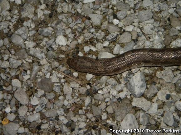 Prairie Kingsnake (Lampropeltis calligaster calligaster)