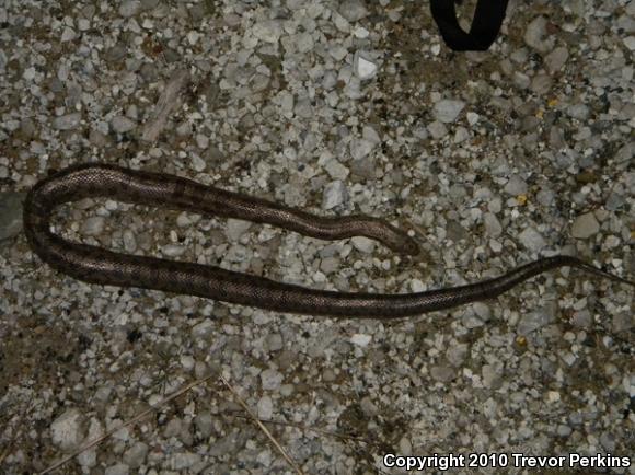 Prairie Kingsnake (Lampropeltis calligaster calligaster)