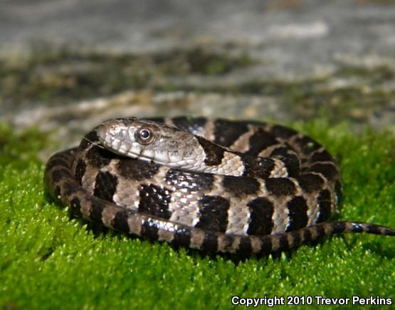 Northern Watersnake (Nerodia sipedon)